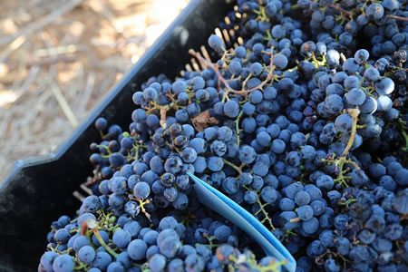 Harvest time kicked off about two weeks earlier than normal. (CREDIT: Loriane Grobbelaar)