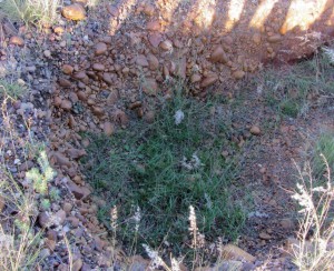 Sijnnstonysoilprofile