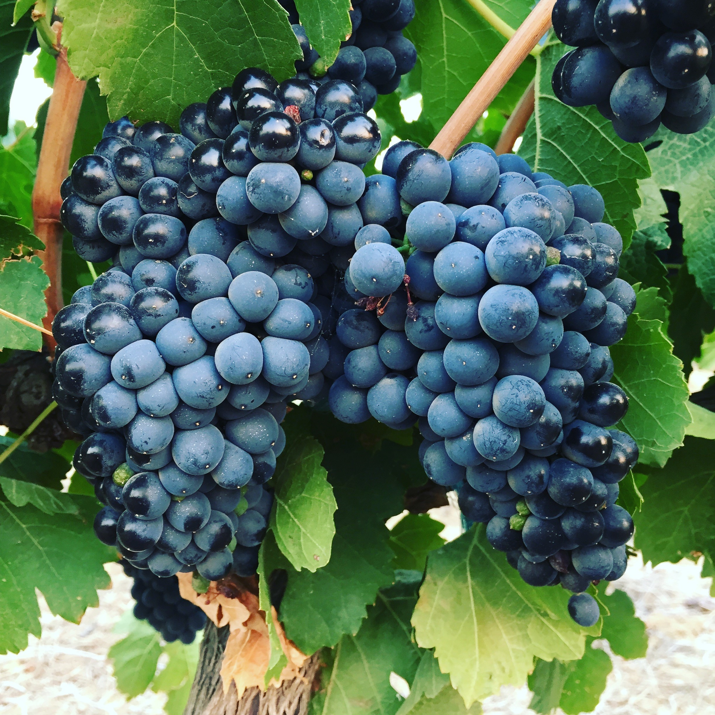 крымская жемчужина виноград. неббиоло. сорт винограда на букву а. определение сорта винограда по листьям и плодам. сорт винограда на букву а.